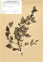 藏品(燈稱花)的圖片